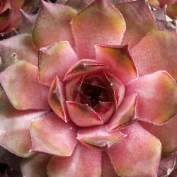 Sempervivum - Dachwurz - Hauswurz